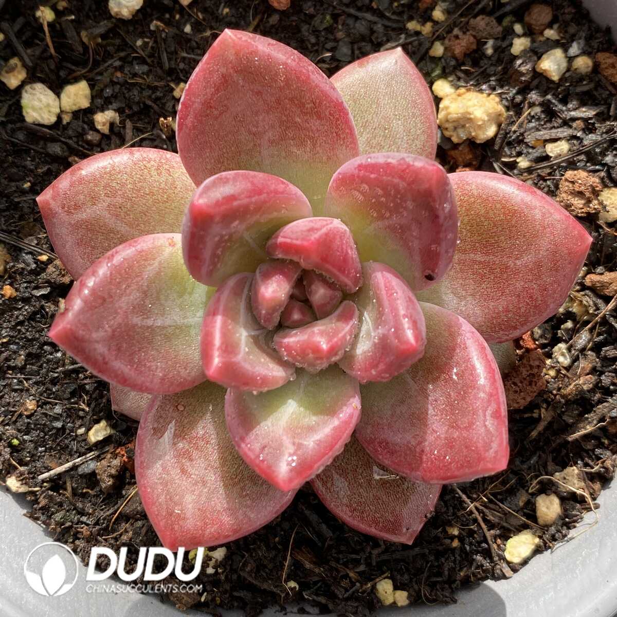 e201-724.jpg Echeveria Mist Bubble - Image 1