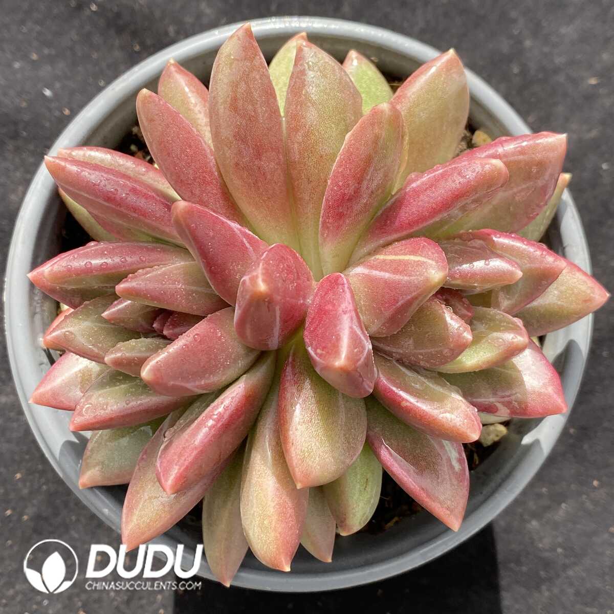 e201-725.jpg Echeveria Mist Bubble Cluster - Image 1