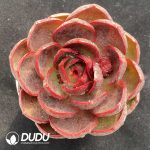 Echeveria Red Light