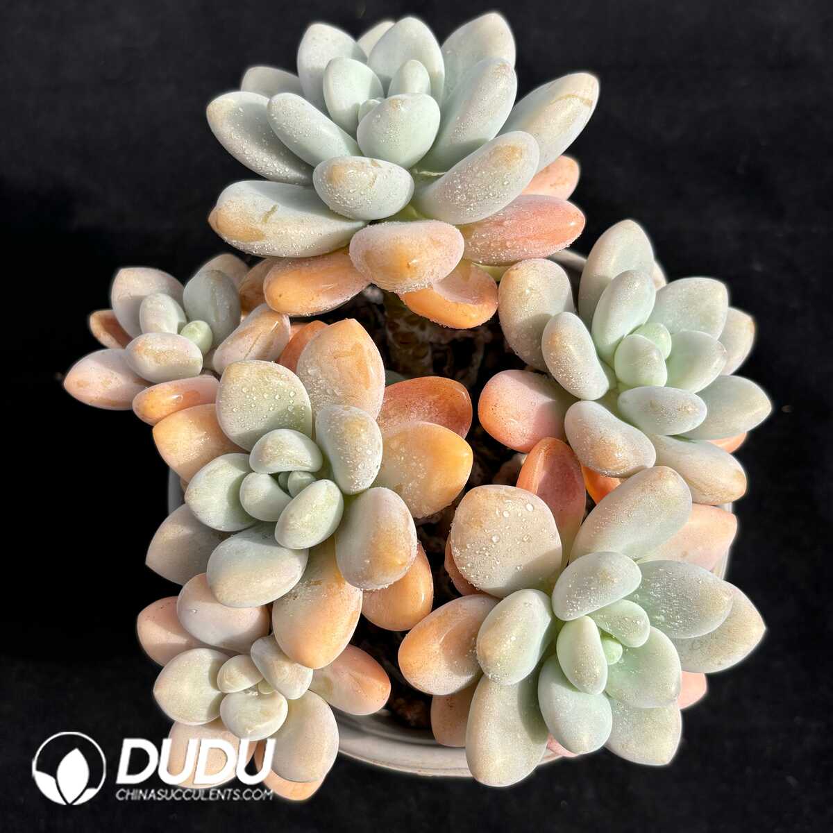 e201-727.jpg Graptopetalum Perfume Miul Cluster - Image 1