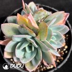 Echeveria Brinks Blue Cluster