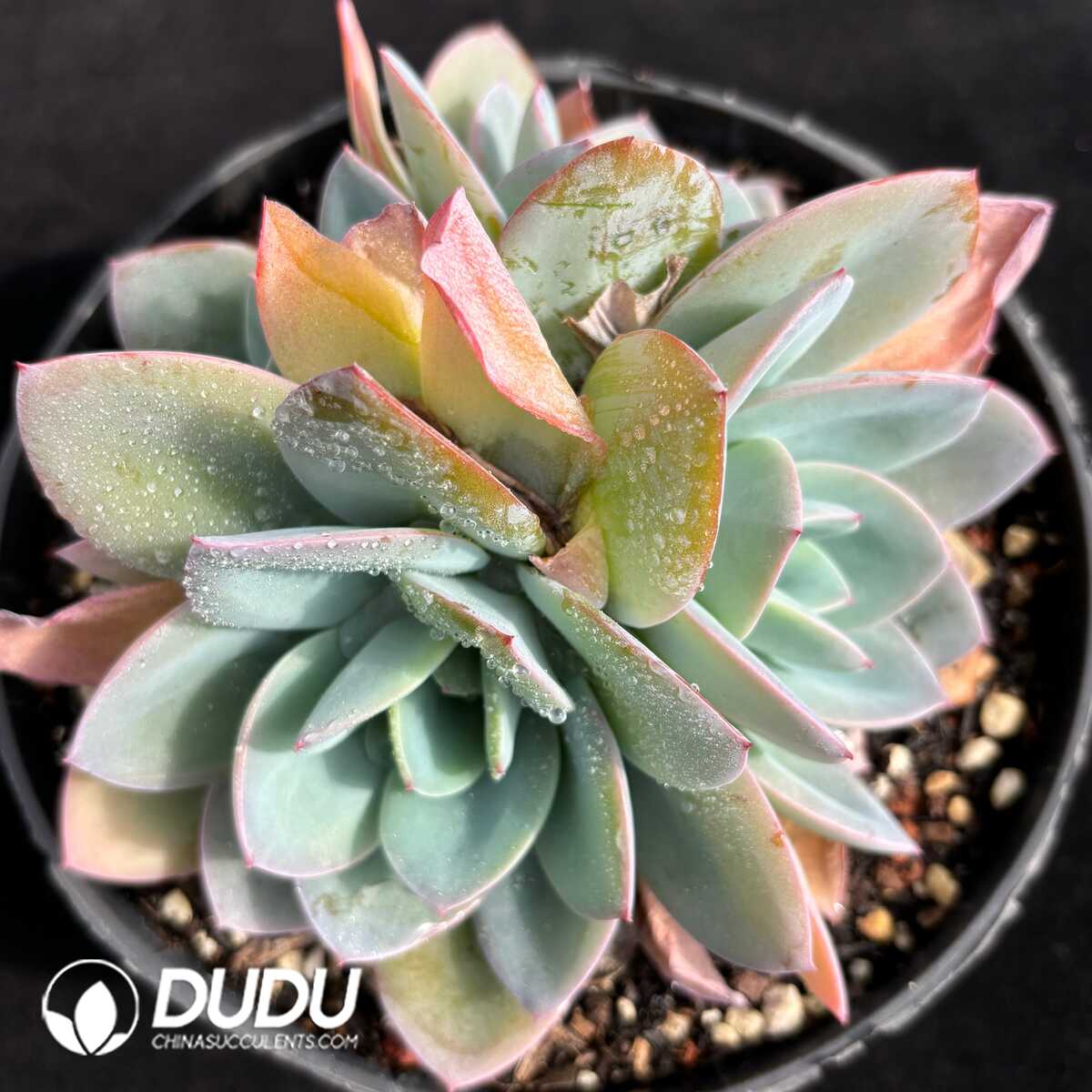 e201-728.jpg Echeveria Brinks Blue Cluster - Image 1