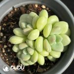 Graptopetalum Bubble Gum