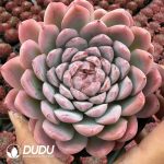 Echeveria Smiling Assassin