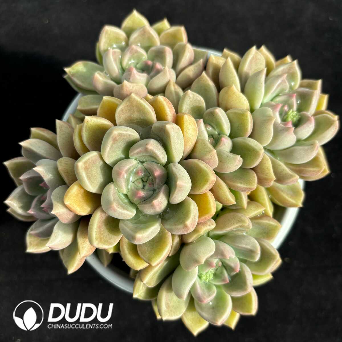 e201-730.jpg Echeveria Brilliant Clustering - Image 1