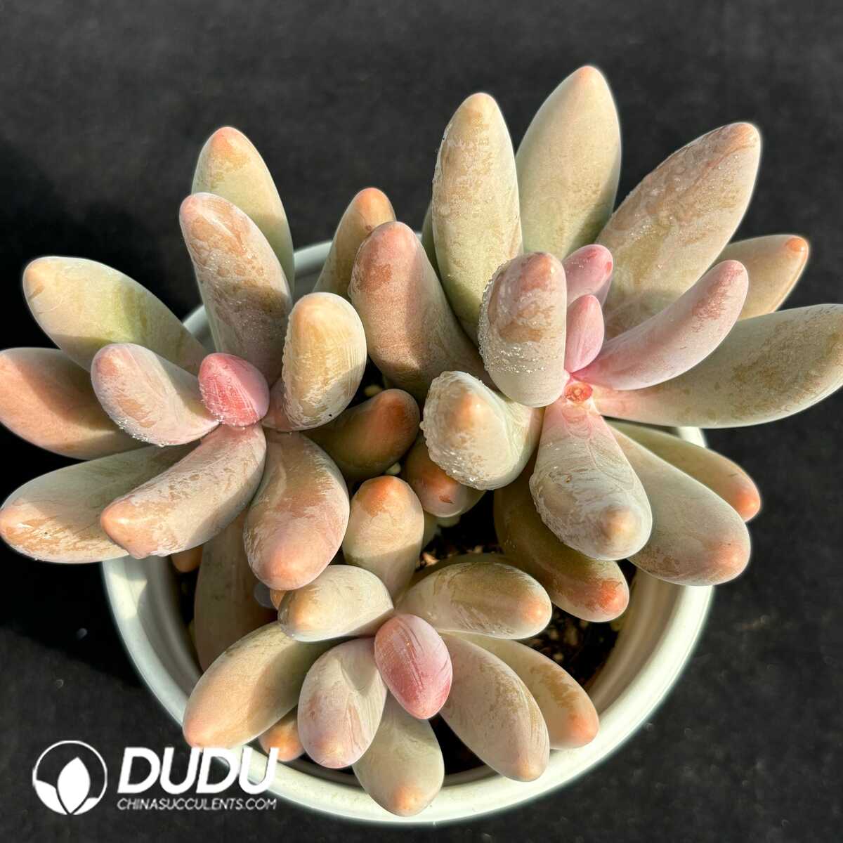 e201-731.jpg Pachyphytum Ganzhou Clustering - Image 1