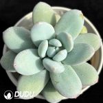 Pachyphytum Snow Beauty