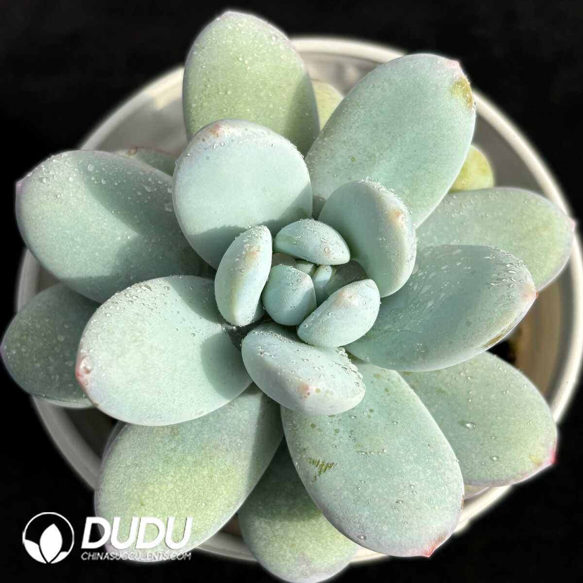 e201-732.jpg Pachyphytum Snow Beauty - Image 1