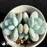 Pachyphytum Snow Beauty Double Heads