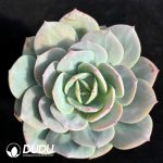 Echeveria Domestic Milk Tea