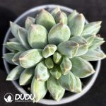 Pachyphytum Chonglou