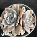 Echeveria Black Tea Double Heads