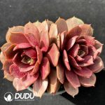 Echeveria Red Light Double Heads