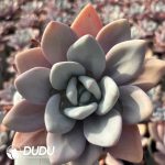 Graptoveria Pink Rabbit