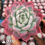 Echeveria Pink Lover
