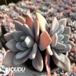 Graptoveria Pink Rabbit Double Heads