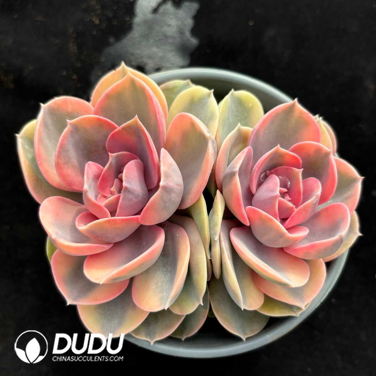 e201-741.jpg Echeveria Rainbow Clustering - Image 1