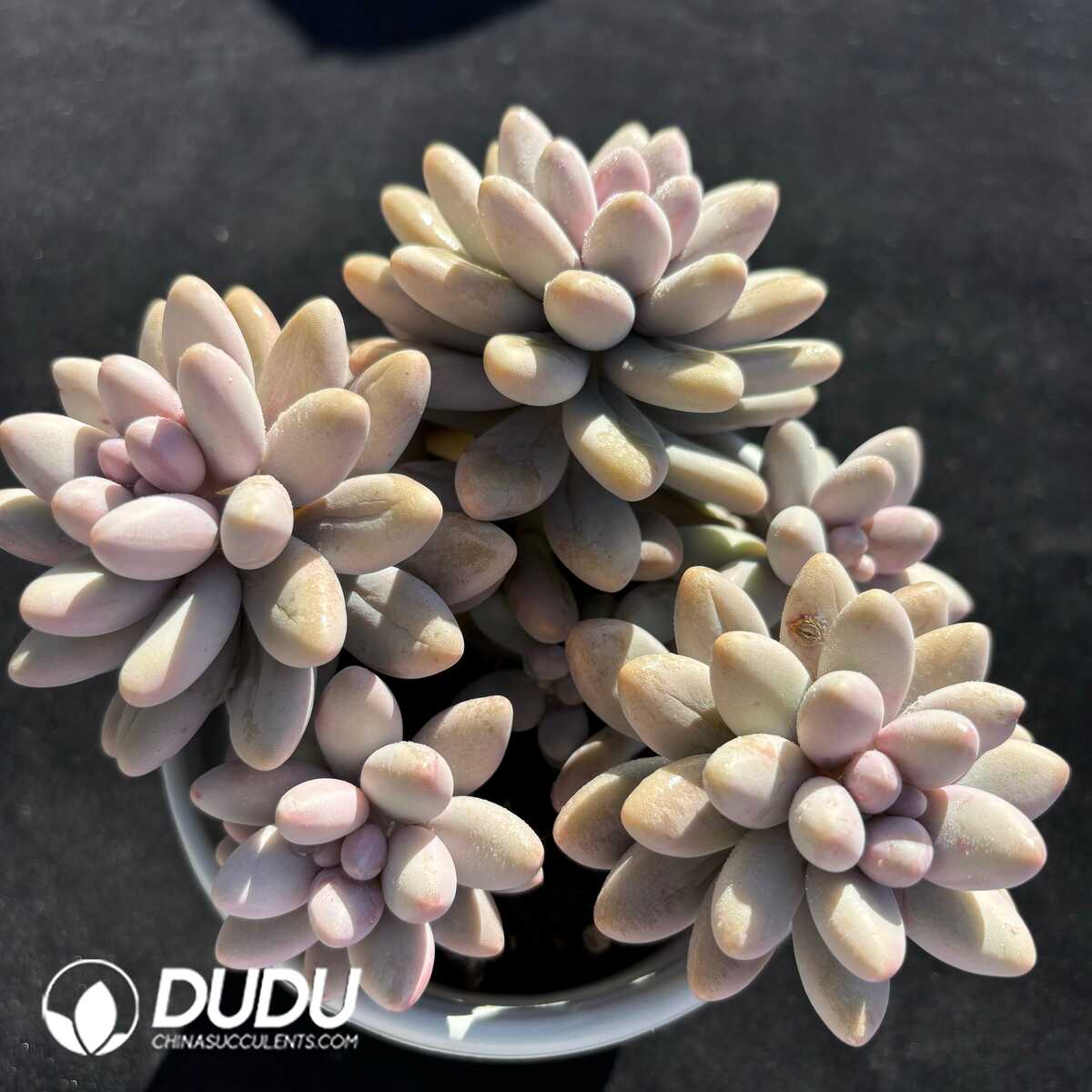 e201-742.jpg Pachyphytum Pink Lover Clustering - Image 1