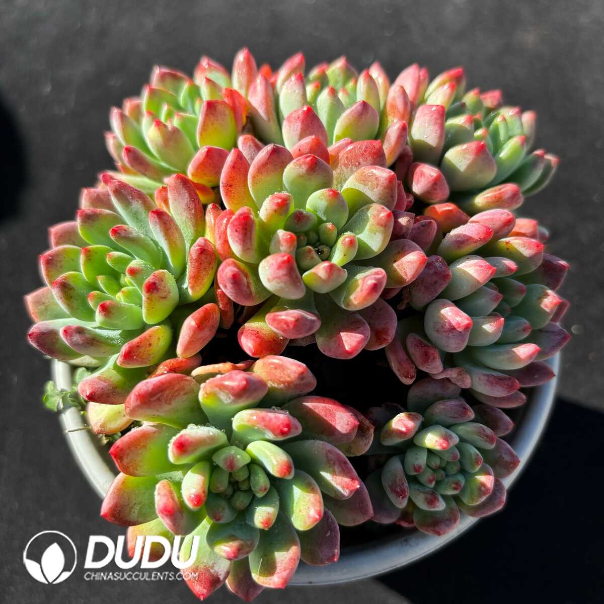 e201-743.jpg Echeveria Blue Apple Clustering - Image 1