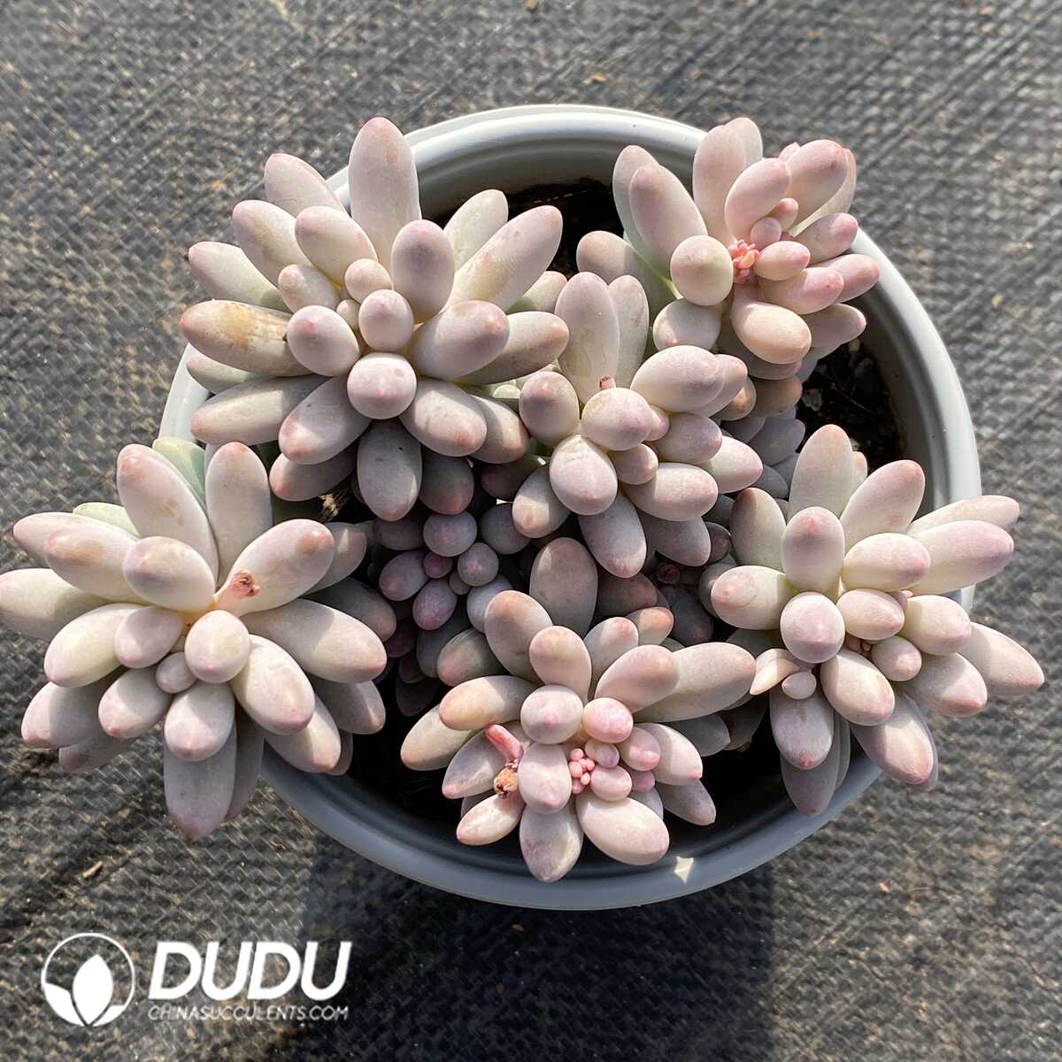 e201-744.jpg Pachyphytum Baby Finger Clustering - Image 1