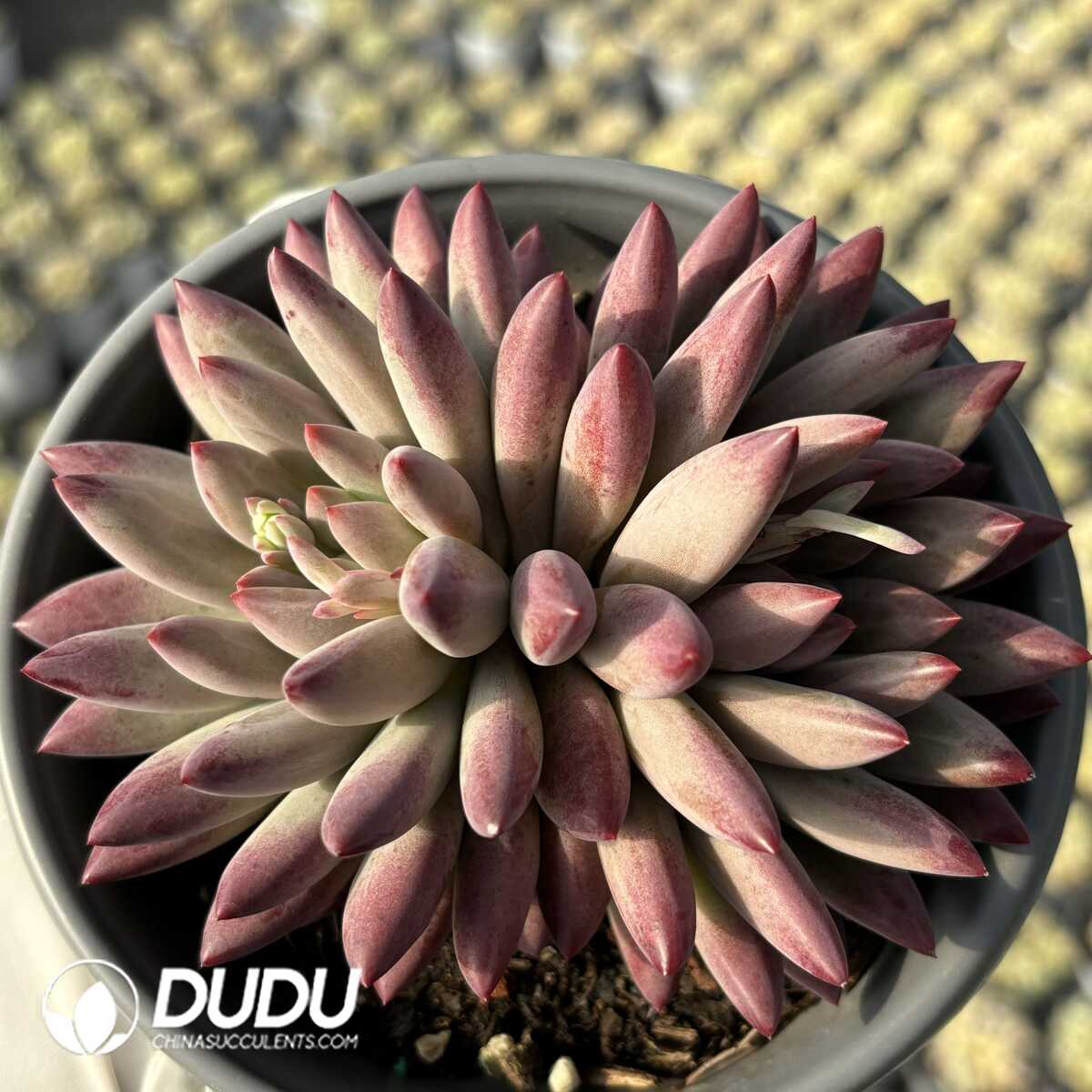 e201-746.jpg Pachyphytum Cherry Double Heads - Image 1