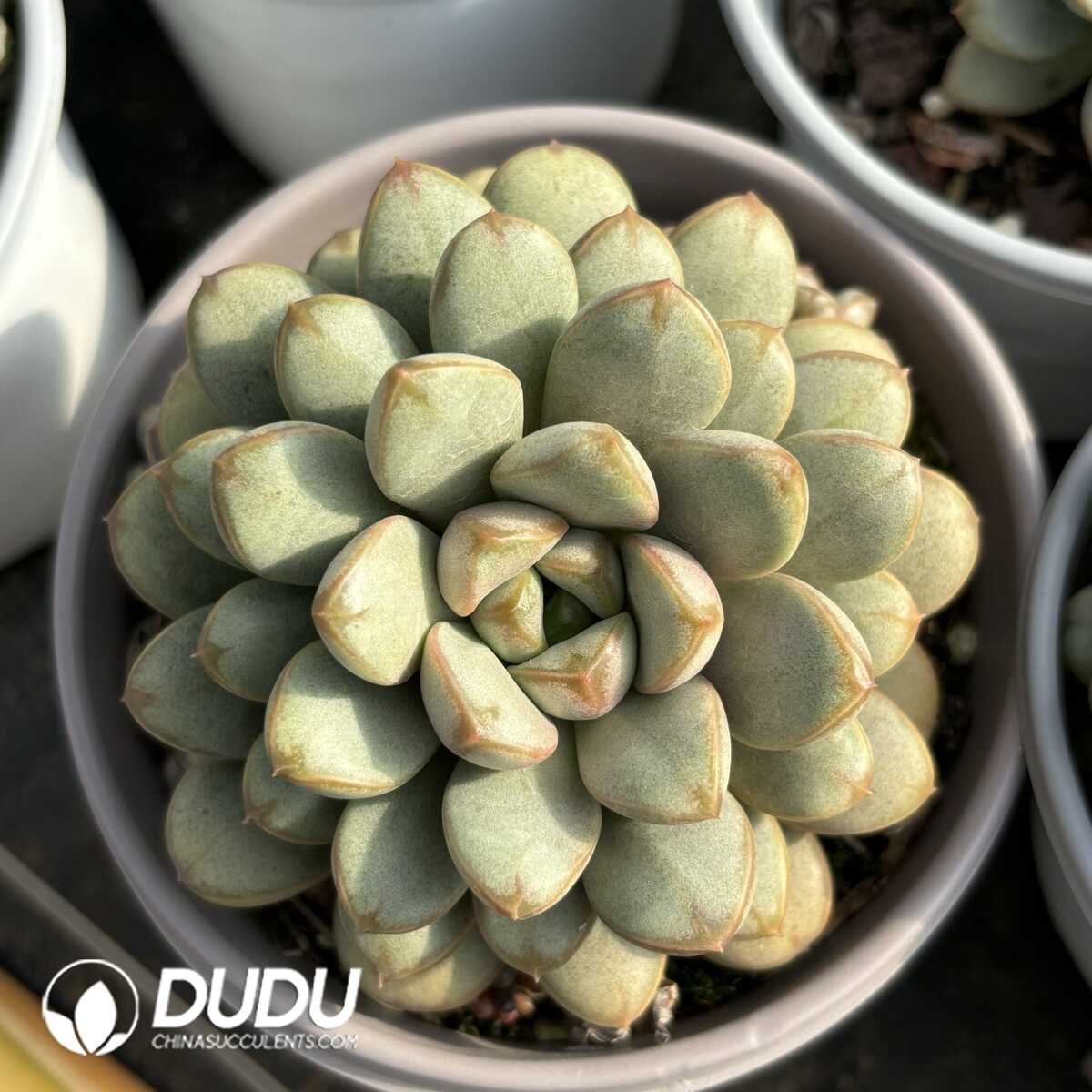 e201-747.jpg Echeveria Grape - Image 1