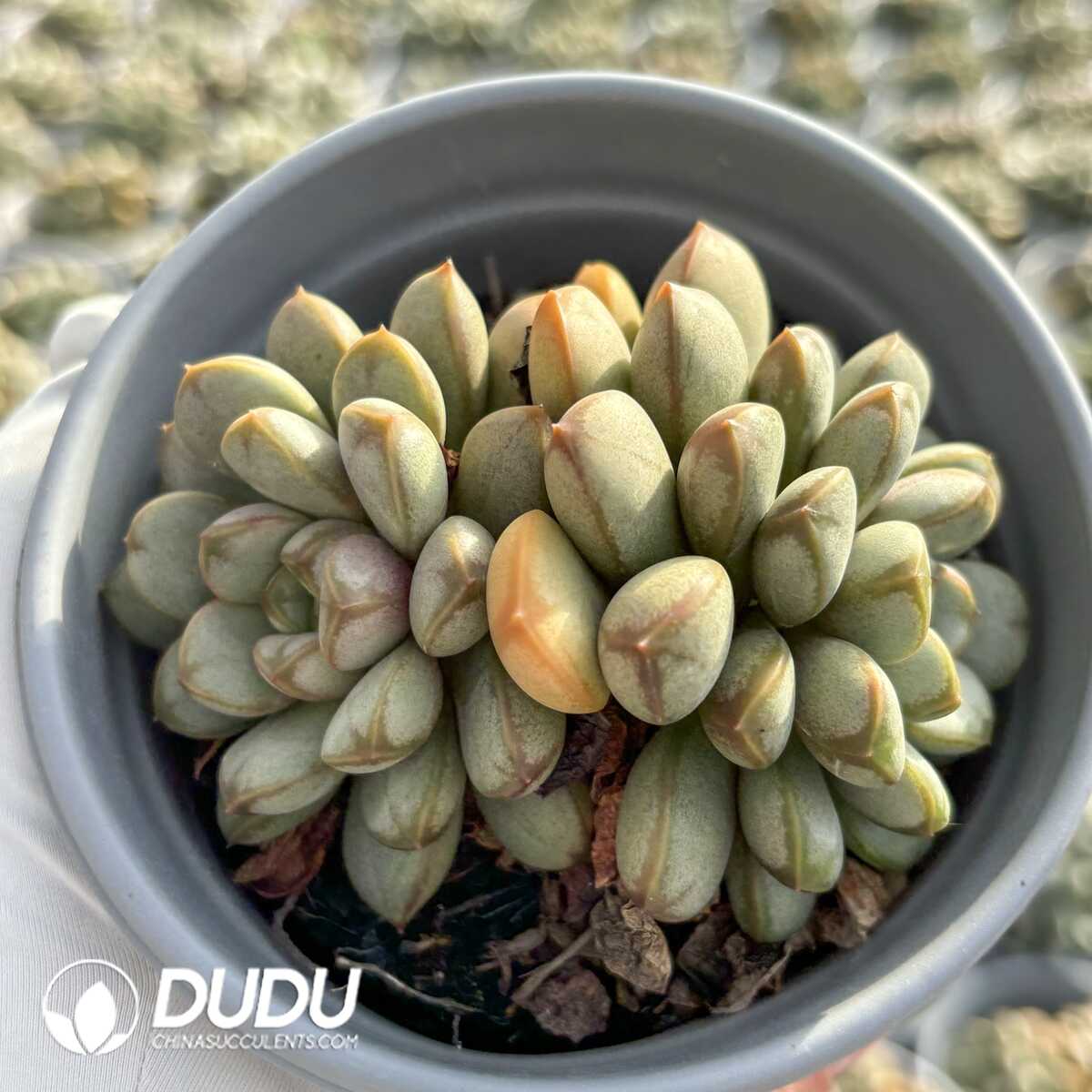 e201-748.jpg Echeveria Grape Double Heads - Image 1