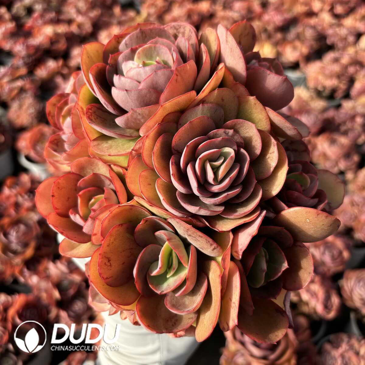 e201-749.jpg Echeveria Suyon Clustering - Image 1