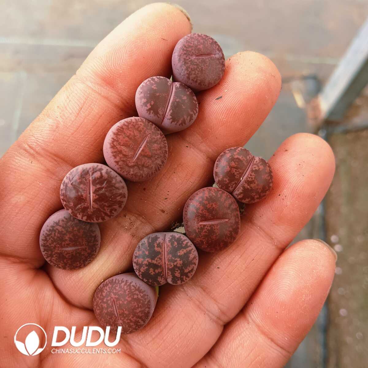 e201-75.jpg Lithops Jambourree - Image 1