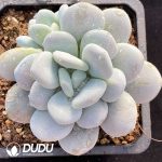 Pachyphytum oviferum cv. Tsukibijin