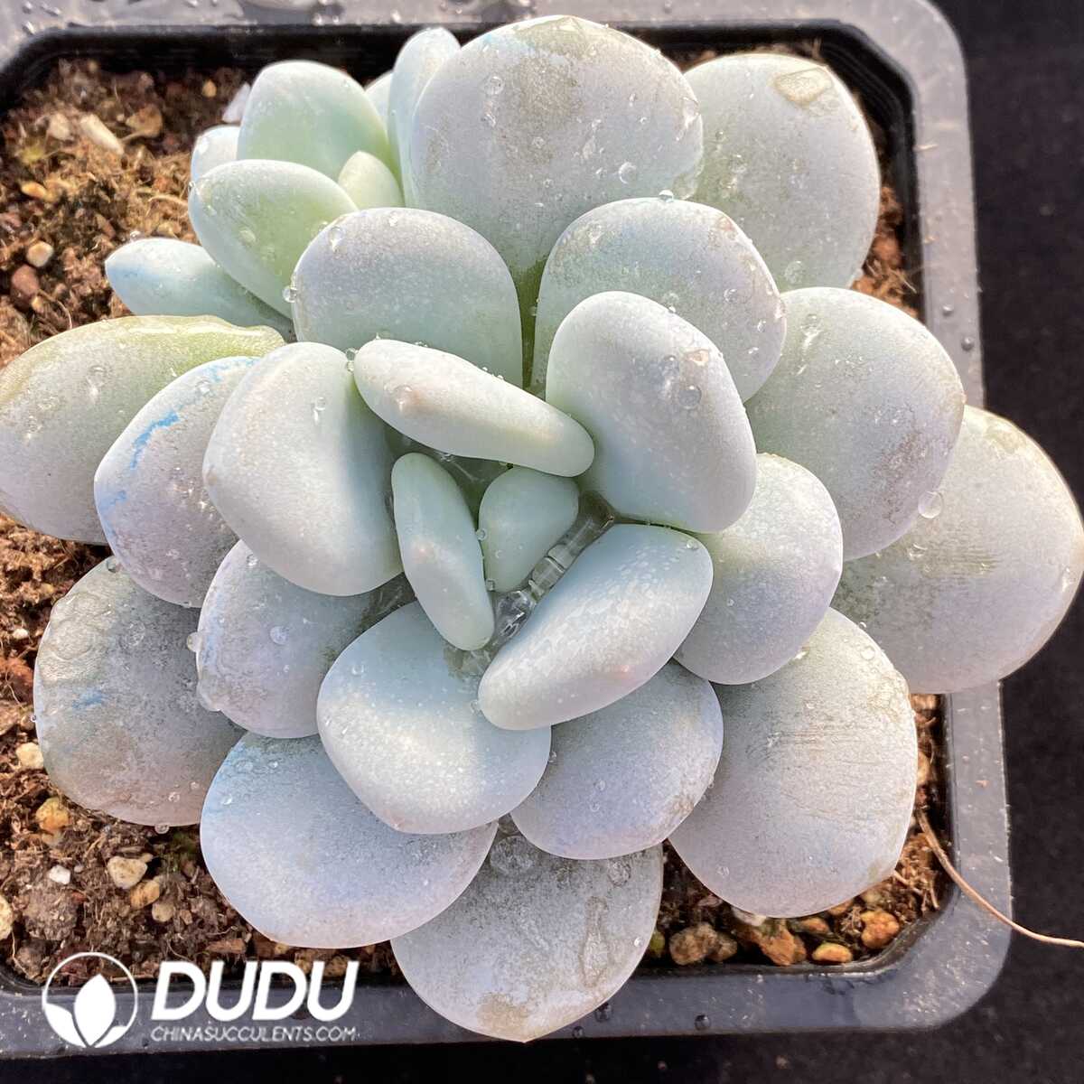 e201-750.jpg Pachyphytum oviferum cv. Tsukibijin - Image 1