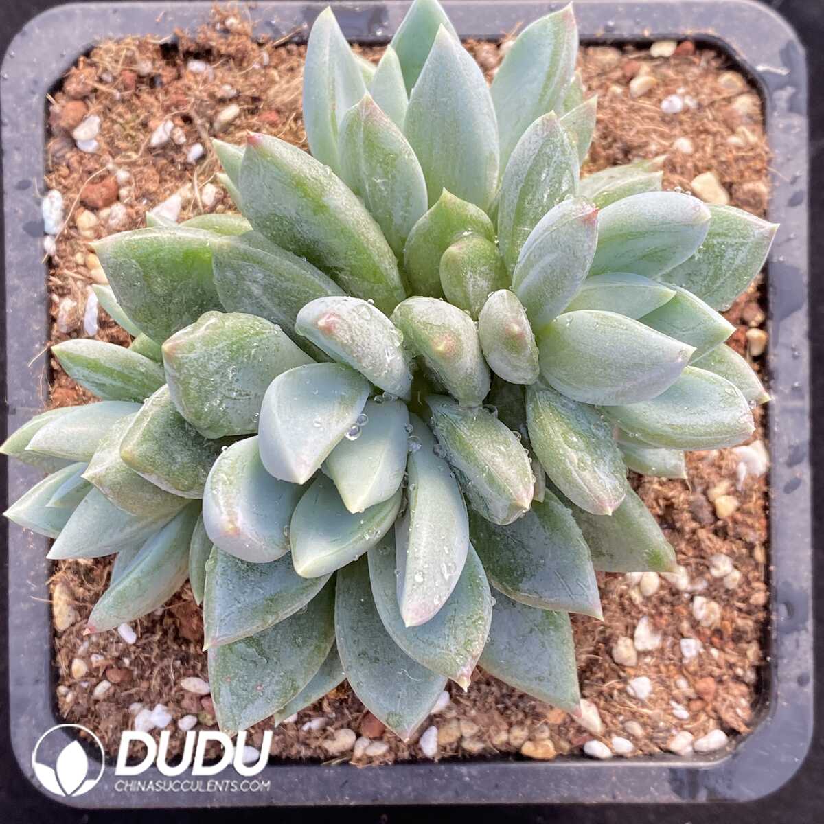 e201-751.jpg Graptopetalum Red Egg Clustering - Image 1