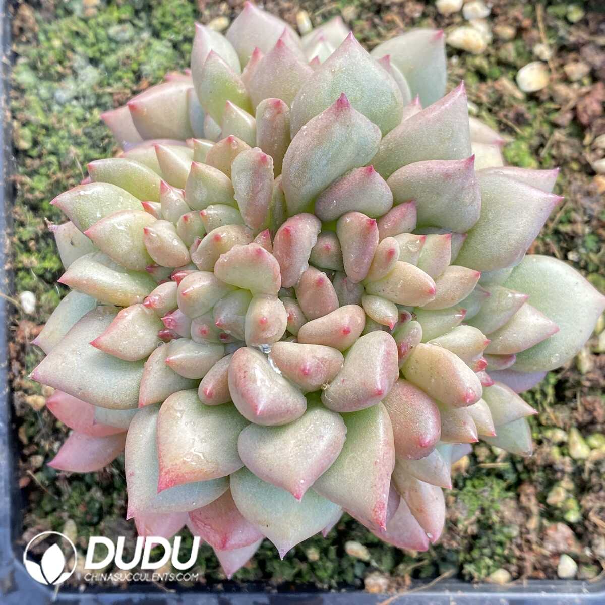 e201-752.jpg Echeveria Ivory Clustering - Image 1