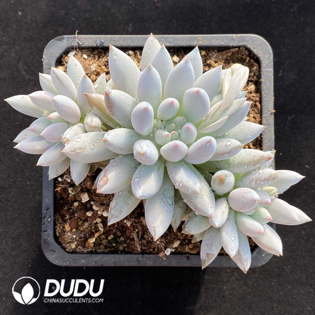 e201-753.jpg Pachyphytum Solomon Clustering - Image 1