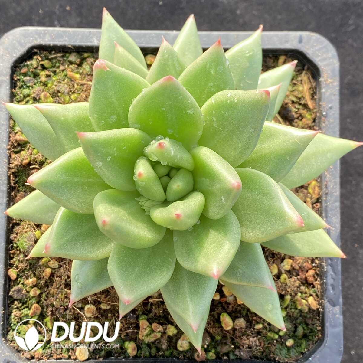 e201-754.jpg Echeveria Blue Moon - Image 1