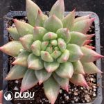 Echeveria Red Peacock