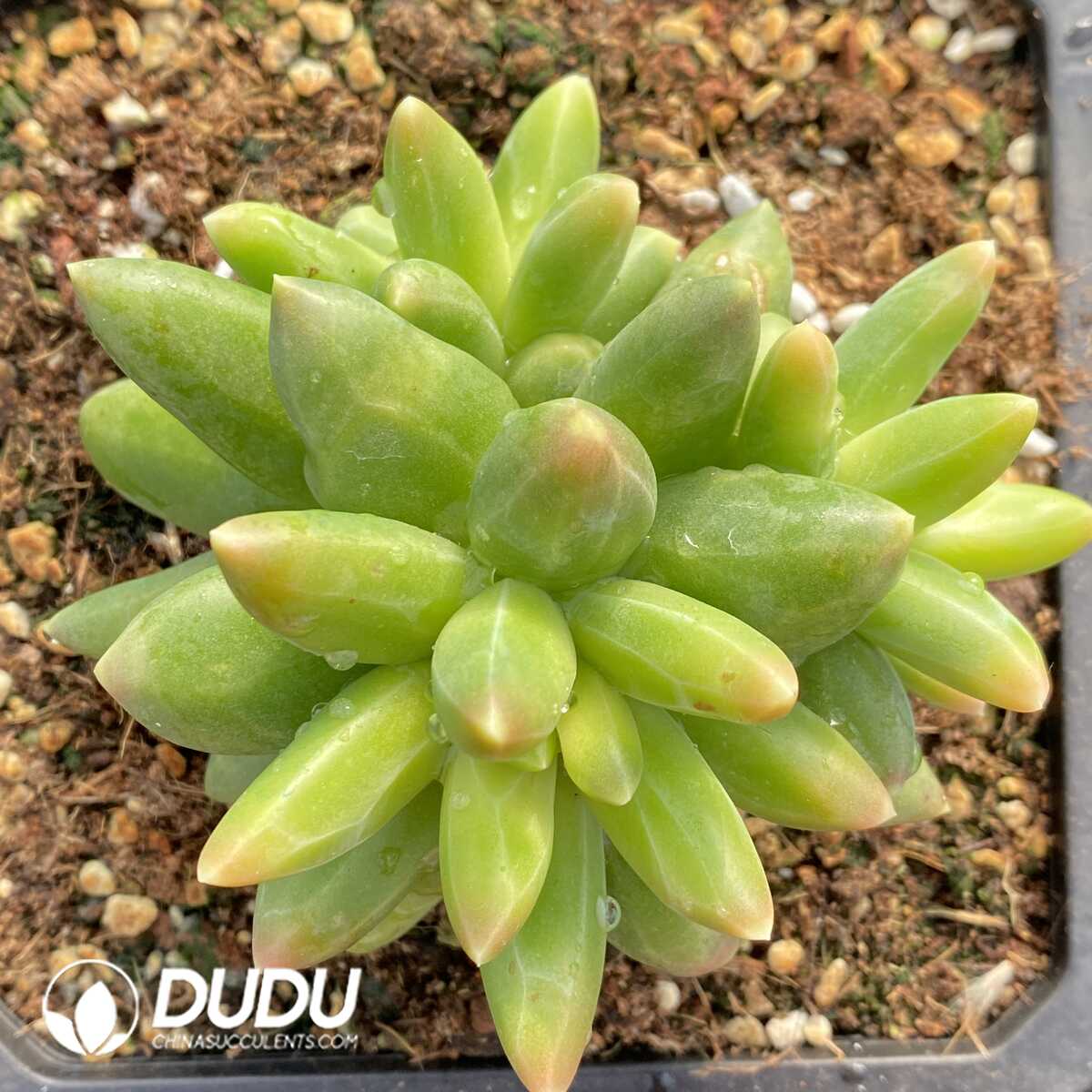 e201-756.jpg Pachyphytum Compactum - Image 1