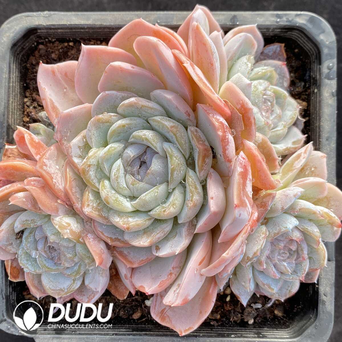 e201-757.jpg Echeveria Fat Tiger Clustering - Image 1