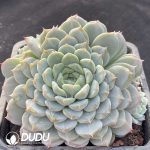 Echeveria Ice Face Clustering