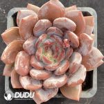 Echeveria Australia Orange