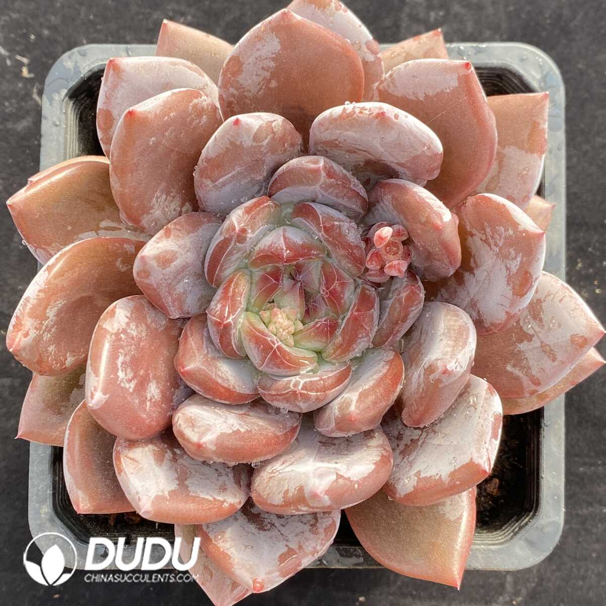 e201-759.jpg Echeveria Australia Orange - Image 1