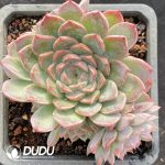 Echeveria Qiongjiang Clustering