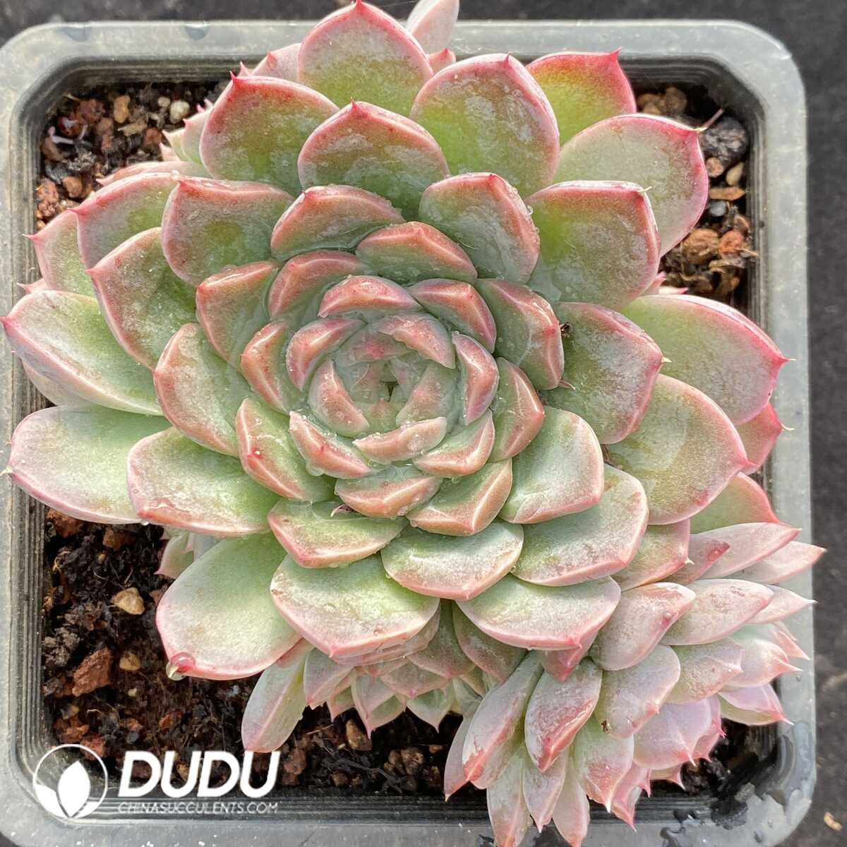 e201-760.jpg Echeveria Qiongjiang Clustering - Image 1