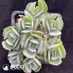 Cotyledon orbiculata Hakubi