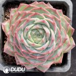 Echeveria Ice Soul