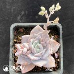 Echeveria Black Tea
