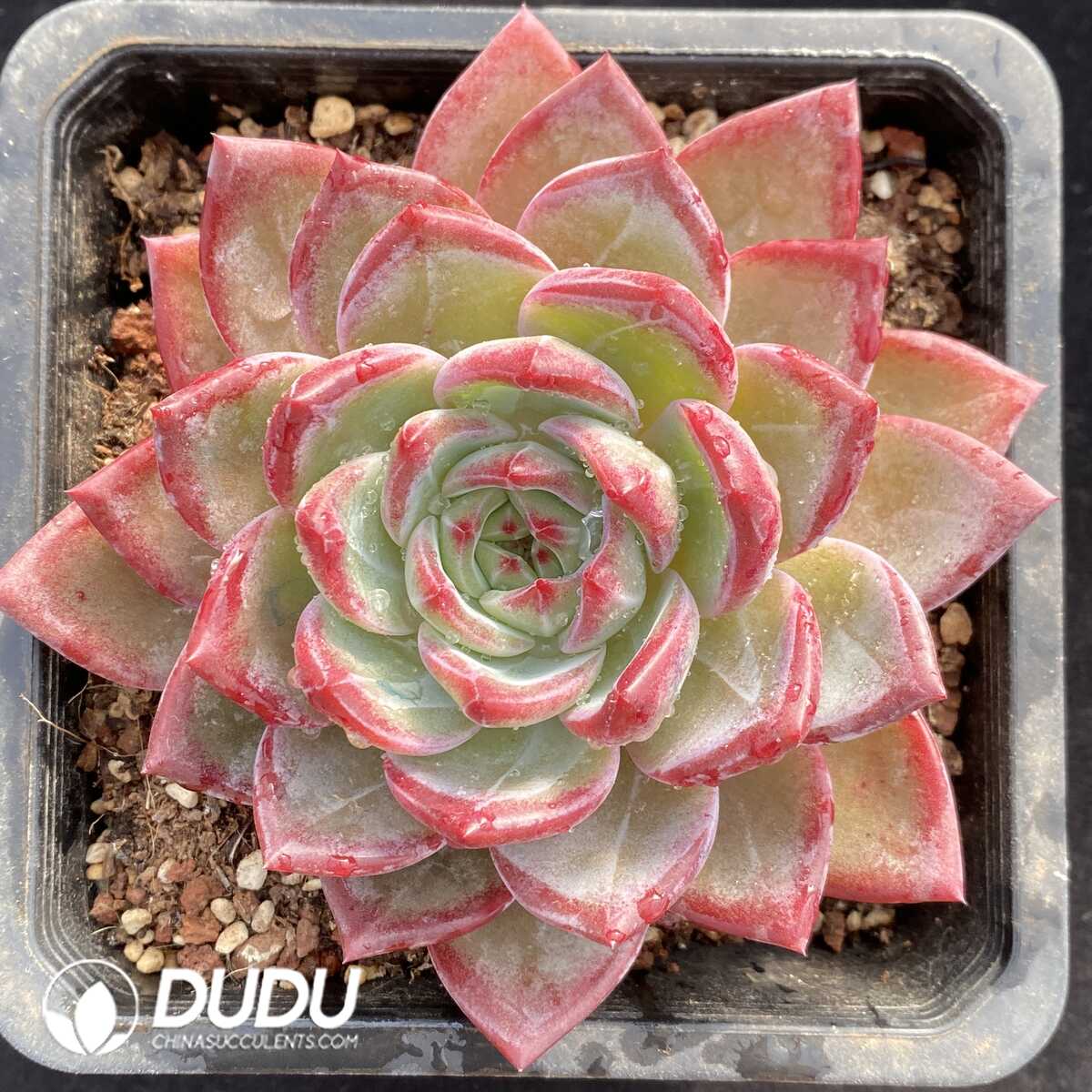 e201-764.jpg Echeveria Tanggula - Image 1