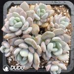 Pachyphytum White Dew Clustering