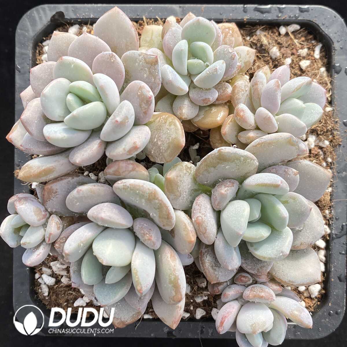 e201-765.jpg Pachyphytum White Dew Clustering - Image 1