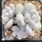 Pachyphytum Orange Snowball